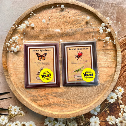 25 Pcs Insect Specimen Picture Book Series Insect-themed PET Stickers
