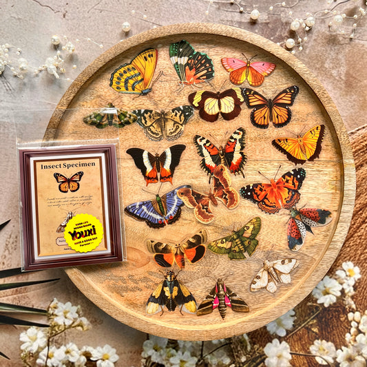 25 Pcs Insect Specimen Picture Book Series Insect-themed PET Stickers