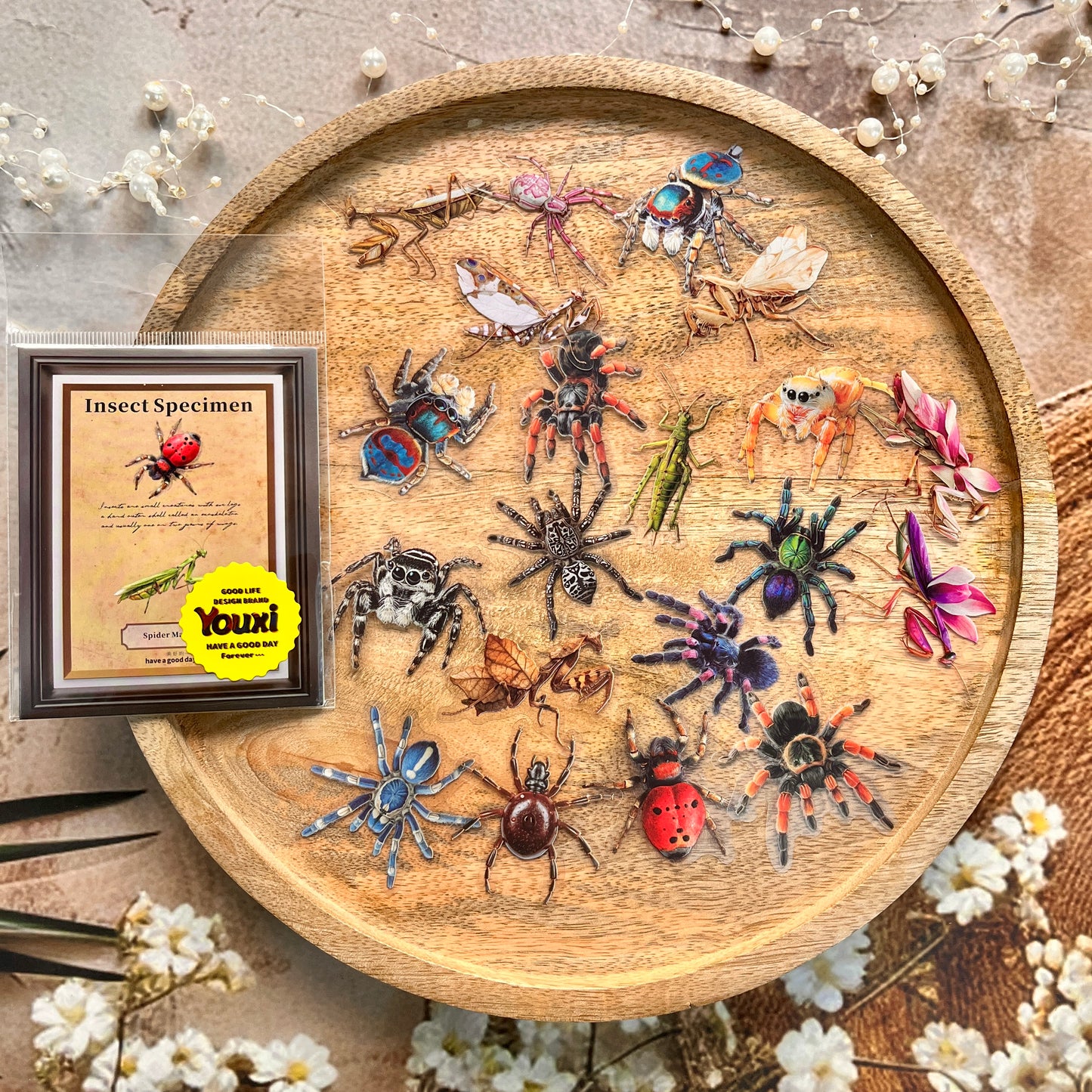 25 Pcs Insect Specimen Picture Book Series Insect-themed PET Stickers