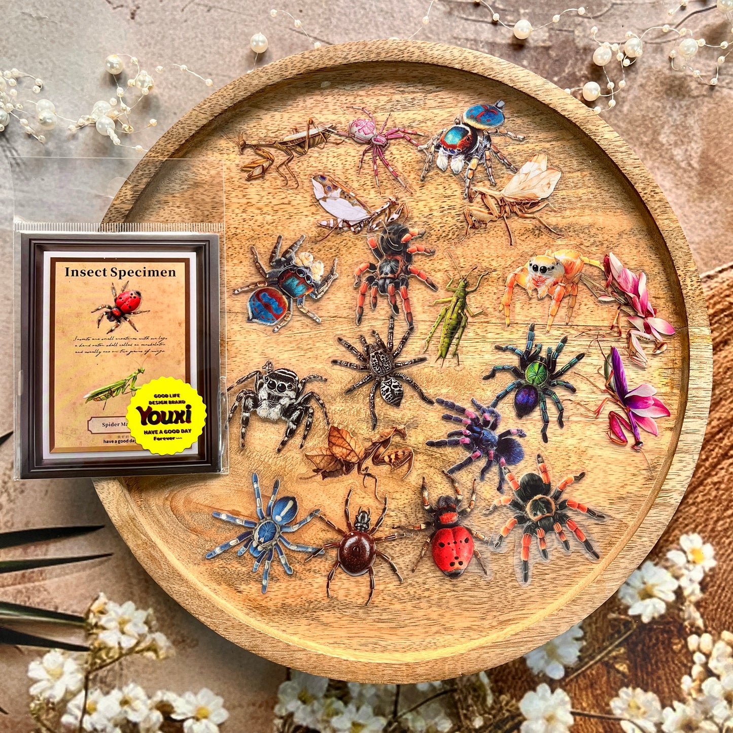 25 Pcs Insect Specimen Picture Book Series Insect-themed PET Stickers
