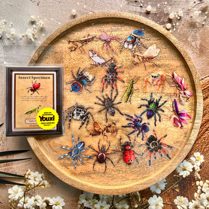 25 Pcs Insect Specimen Picture Book Series Insect-themed PET Stickers